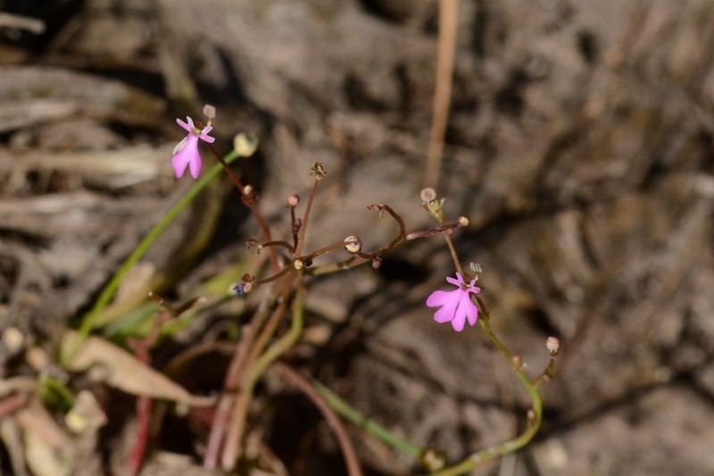 Stylidium gemmatum photo 4