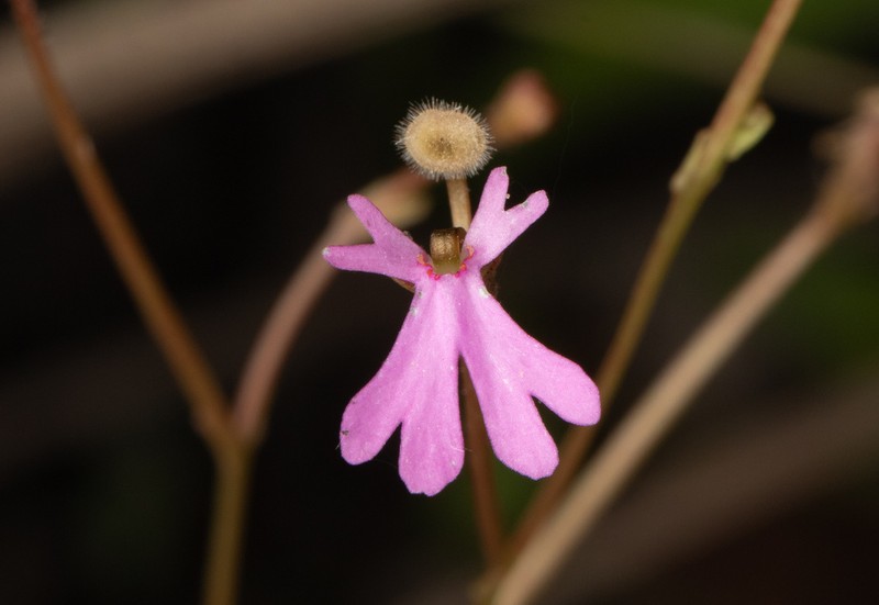Stylidium gemmatum photo 5