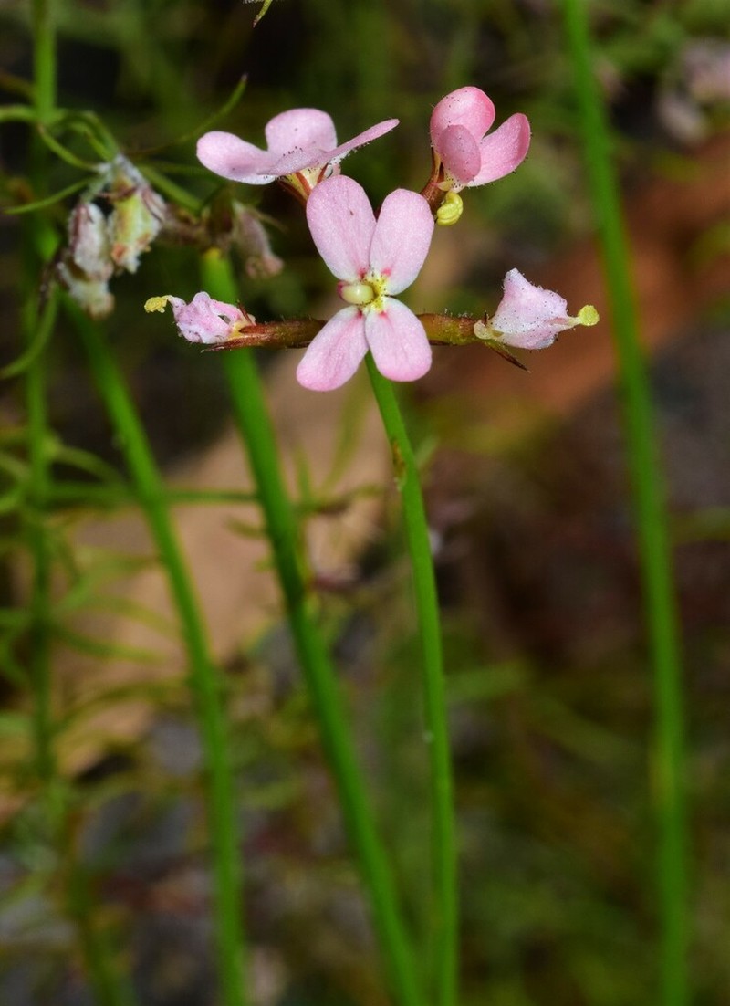 Stylidium hesperium