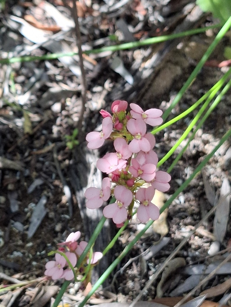 Stylidium hesperium photo 2