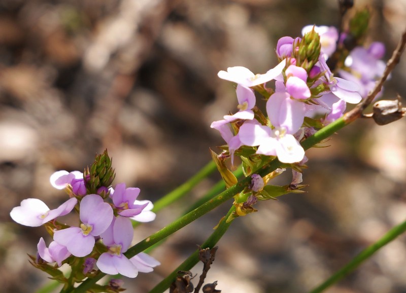 Stylidium hesperium photo 3