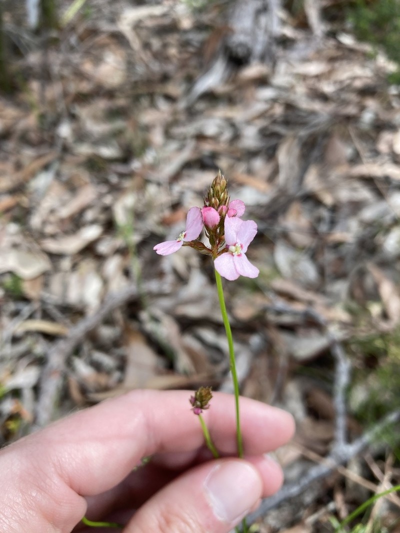 Stylidium hesperium photo 4