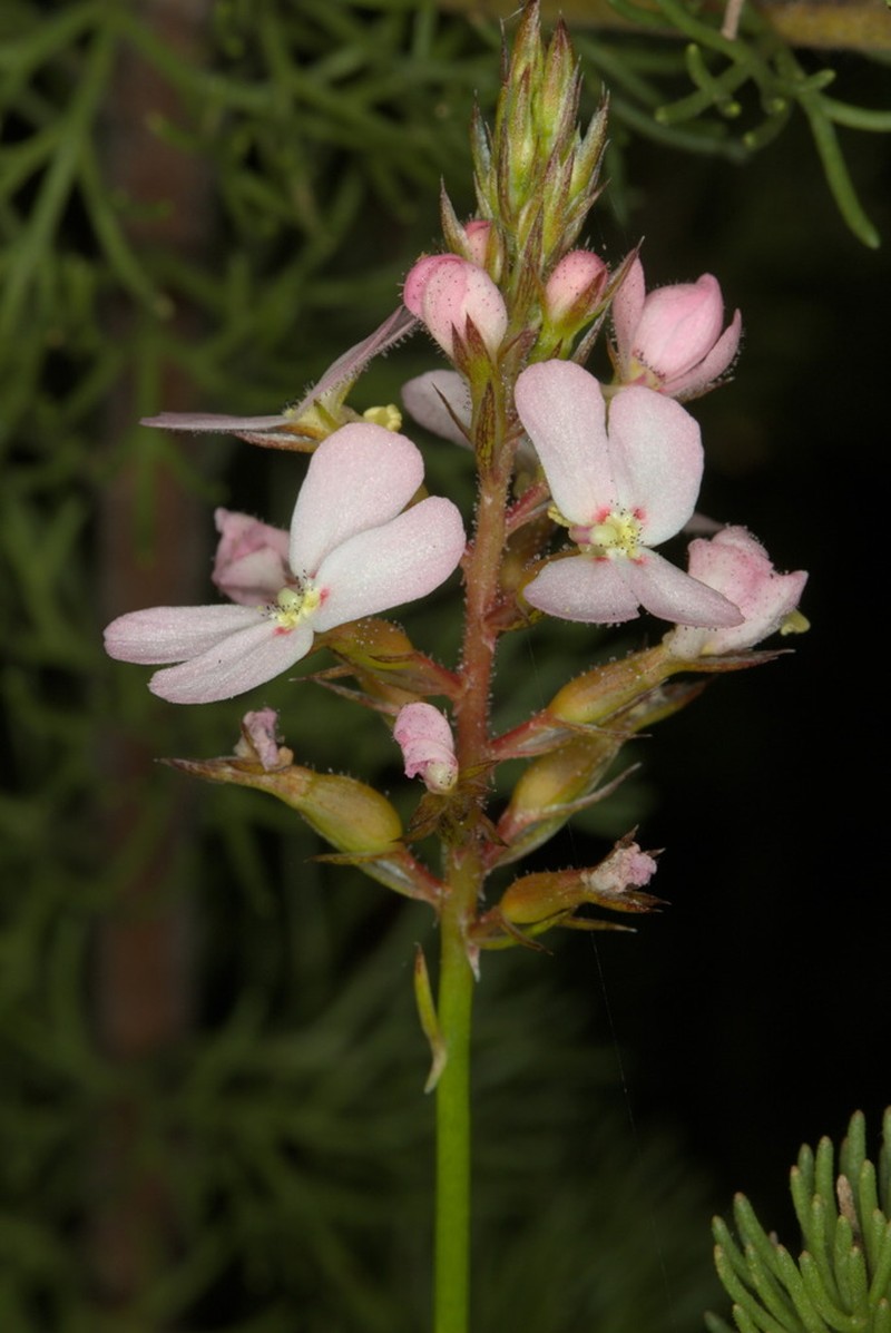 Stylidium hesperium photo 5