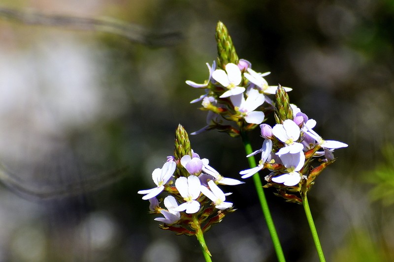Stylidium hesperium photo 6