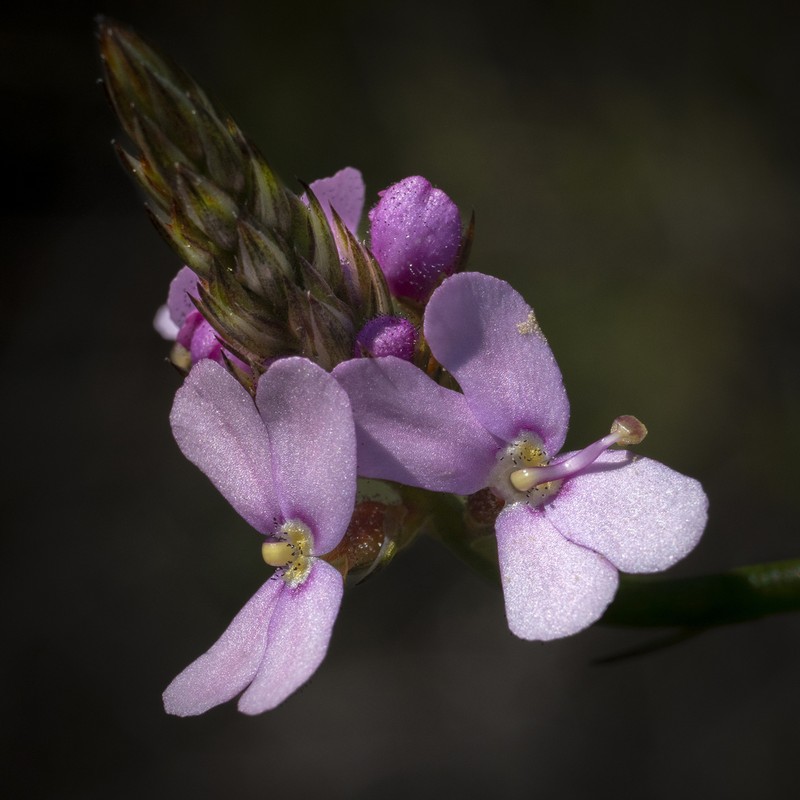 Stylidium hesperium photo 7