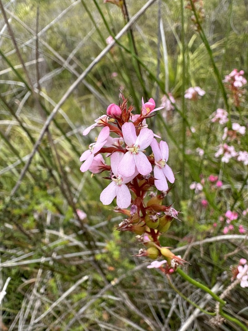 Stylidium hesperium photo 8
