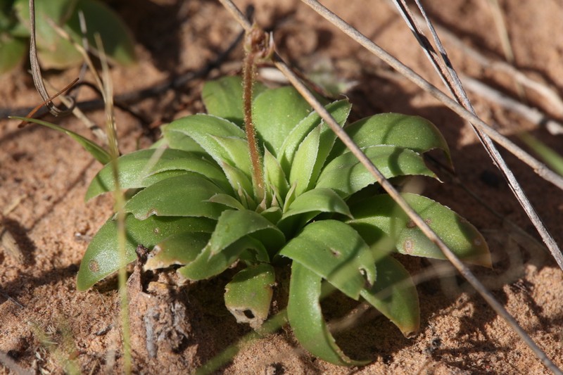 Stylidium incognitum
