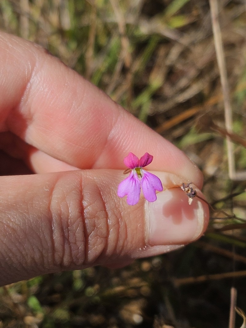 Stylidium latrodectus