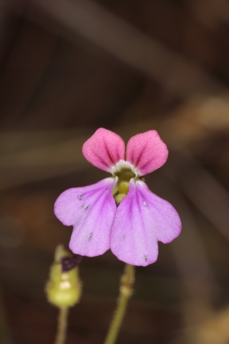 Stylidium latrodectus photo 2