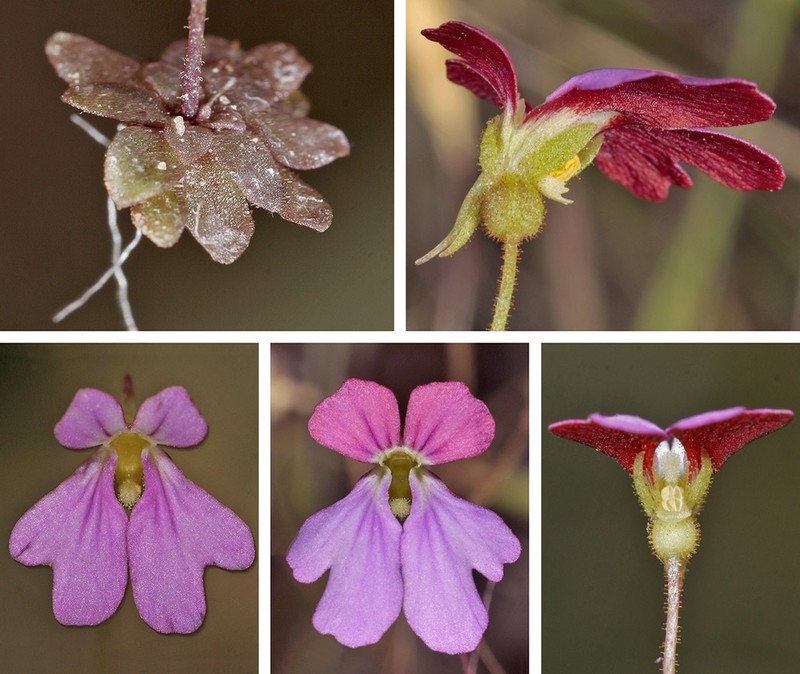Stylidium latrodectus photo 4