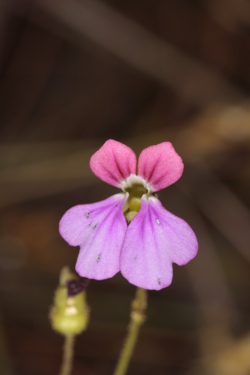 Stylidium latrodectus photo 5