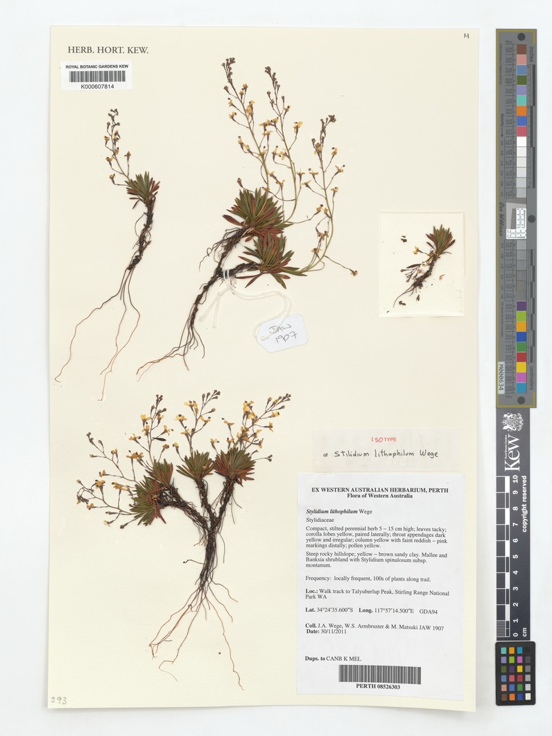 Stylidium lithophilum