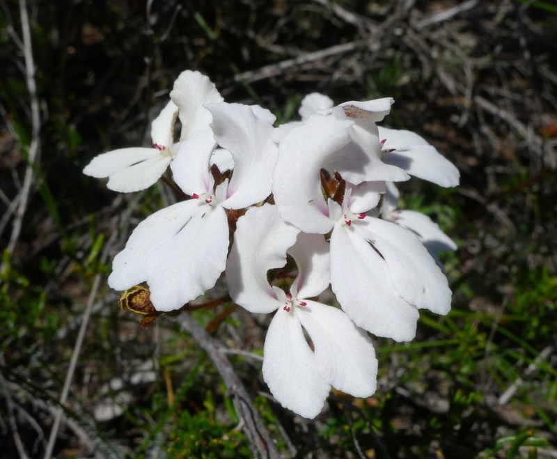 Stylidium milleri