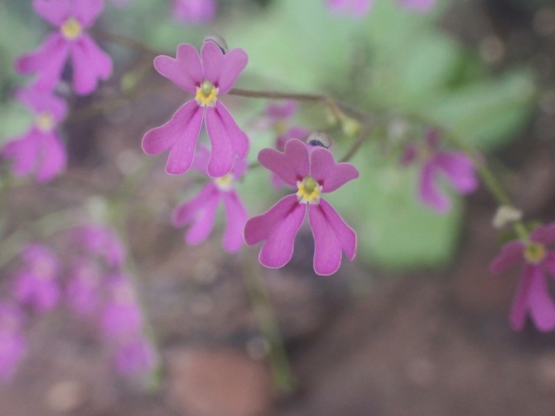 Stylidium modicum