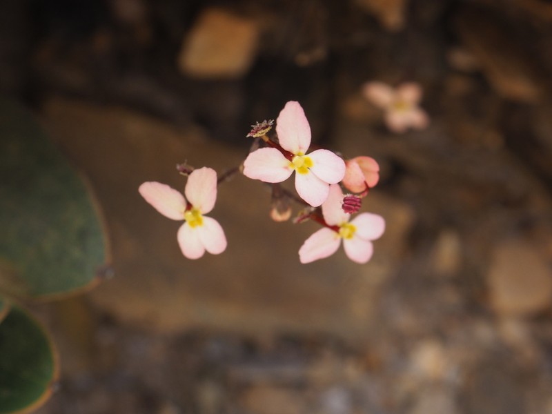 Stylidium monticola