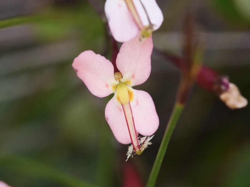 Stylidium monticola photo 2