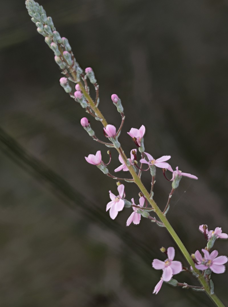 Stylidium neurophyllum
