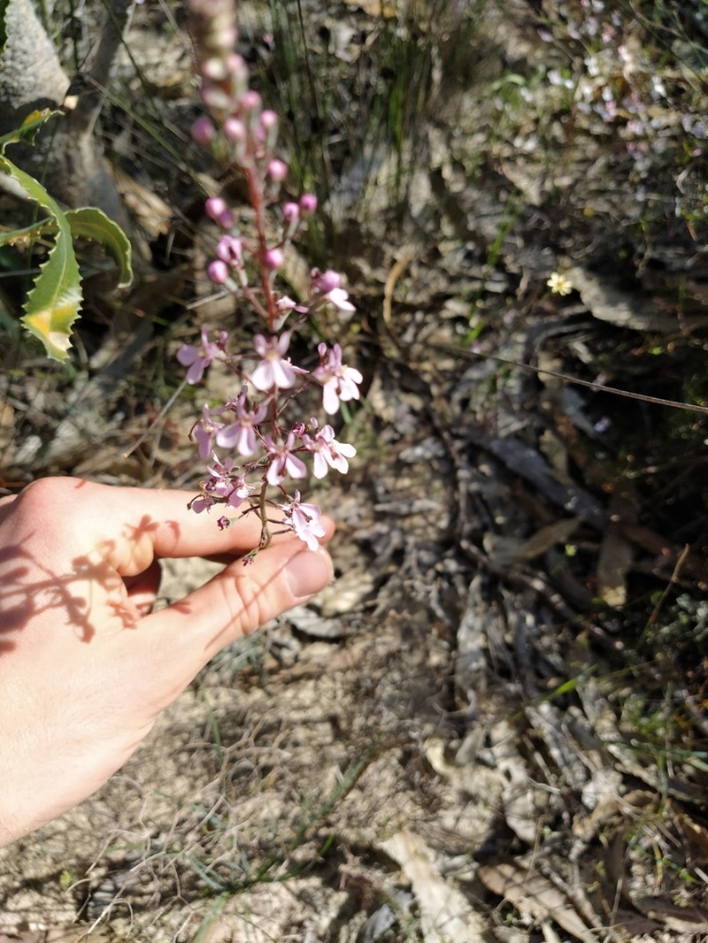 Stylidium neurophyllum photo 2