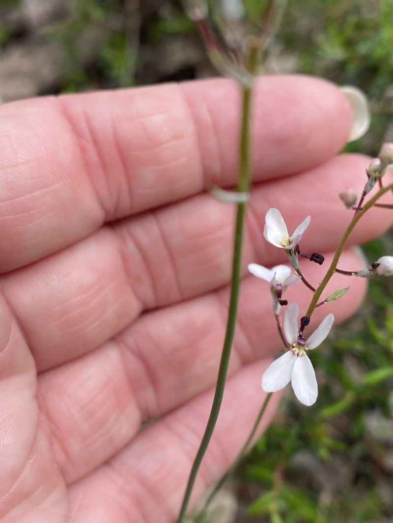 Stylidium neurophyllum photo 3