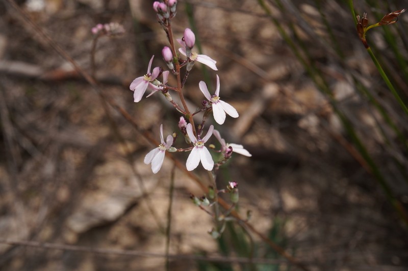 Stylidium neurophyllum photo 4