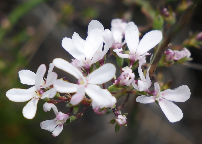 Stylidium neurophyllum photo 6