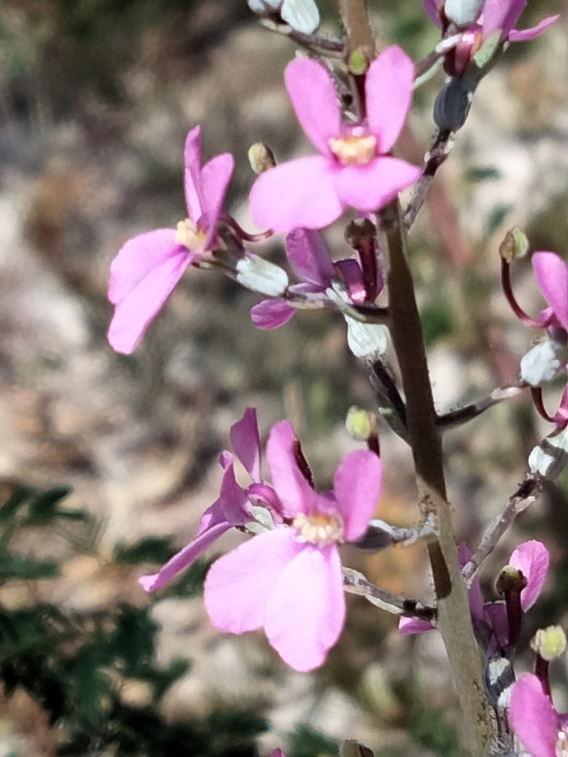 Stylidium neurophyllum photo 7