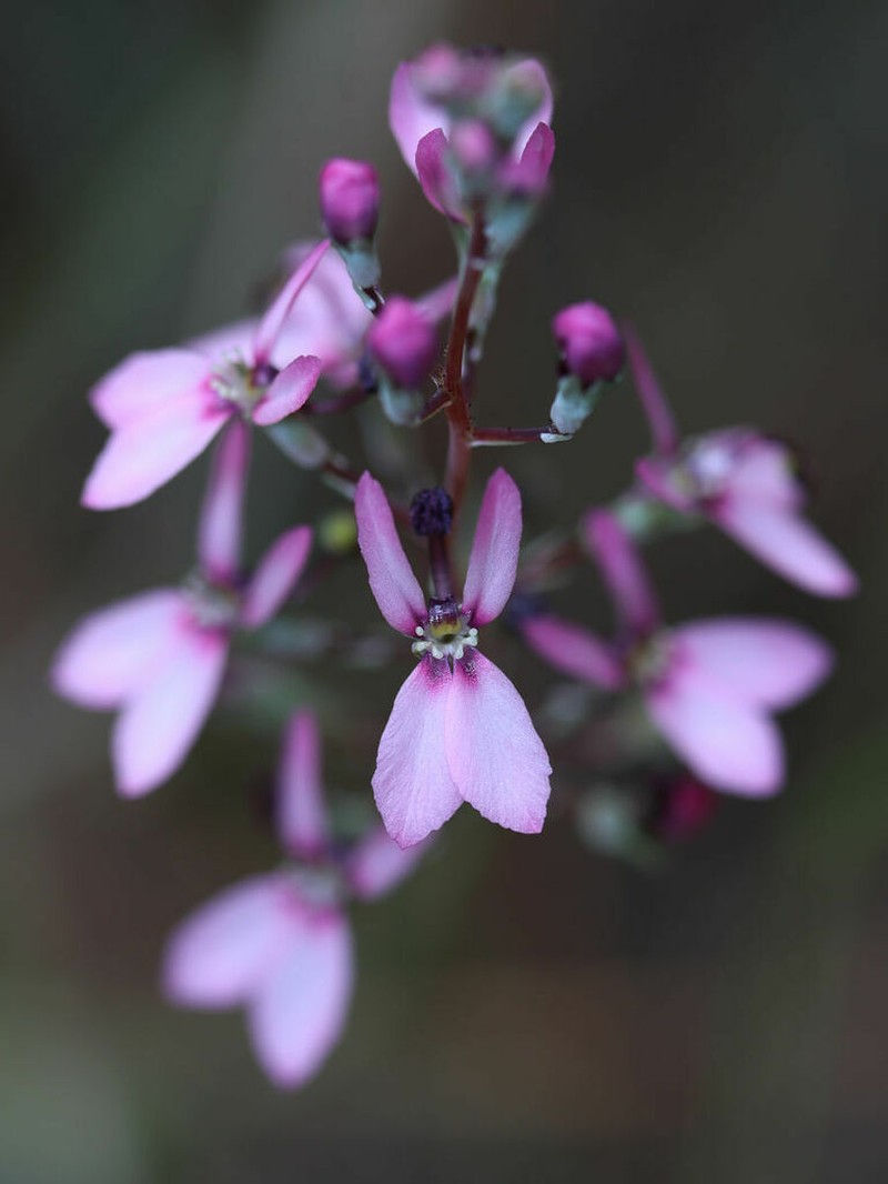 Stylidium neurophyllum photo 8