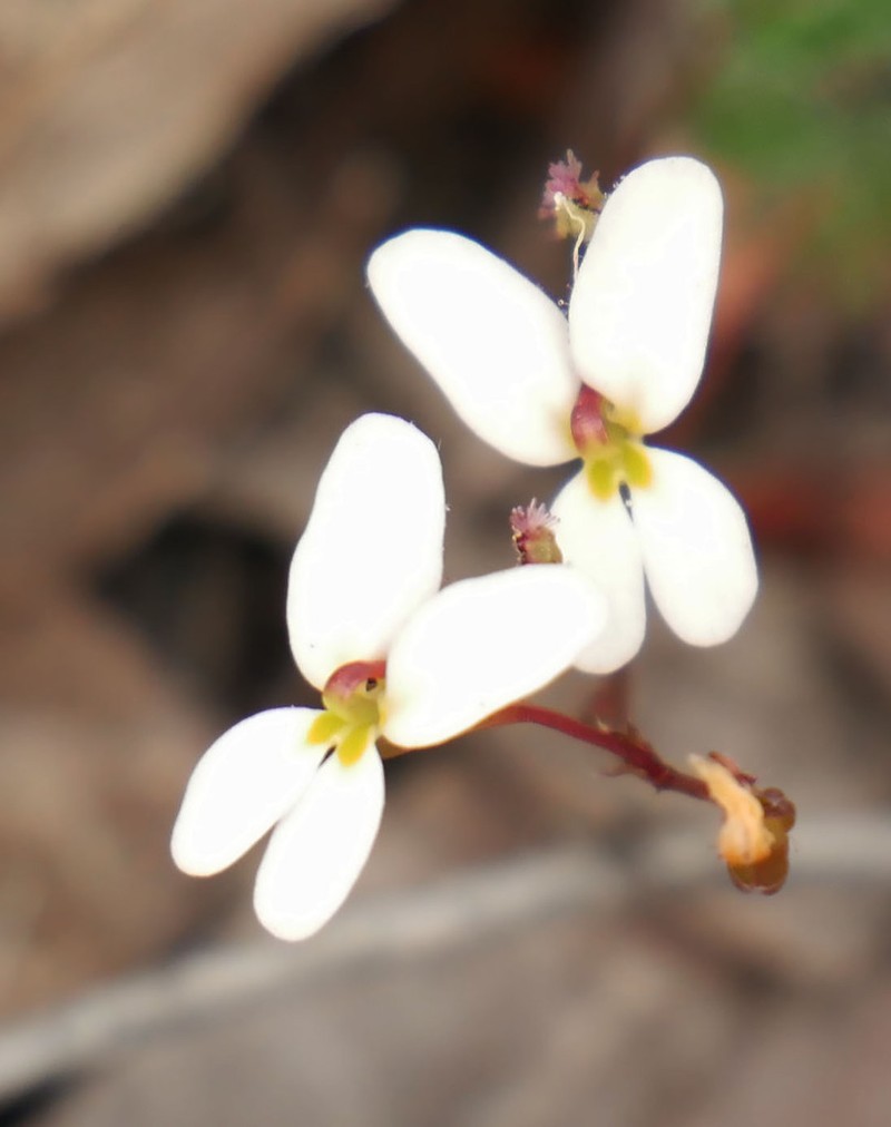 Stylidium nitidum