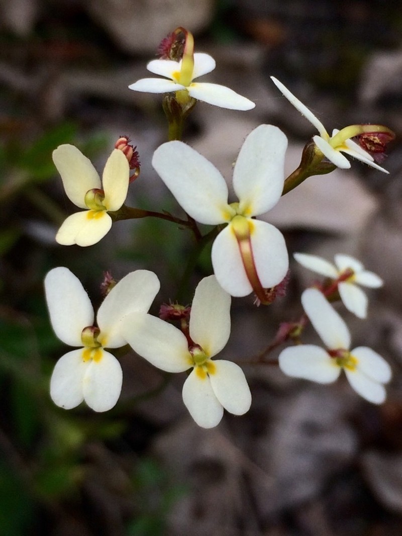 Stylidium nitidum photo 3