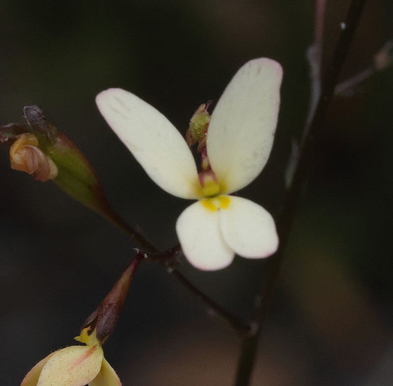Stylidium nitidum photo 4