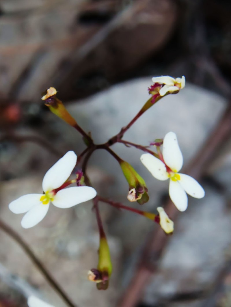Stylidium nitidum photo 5