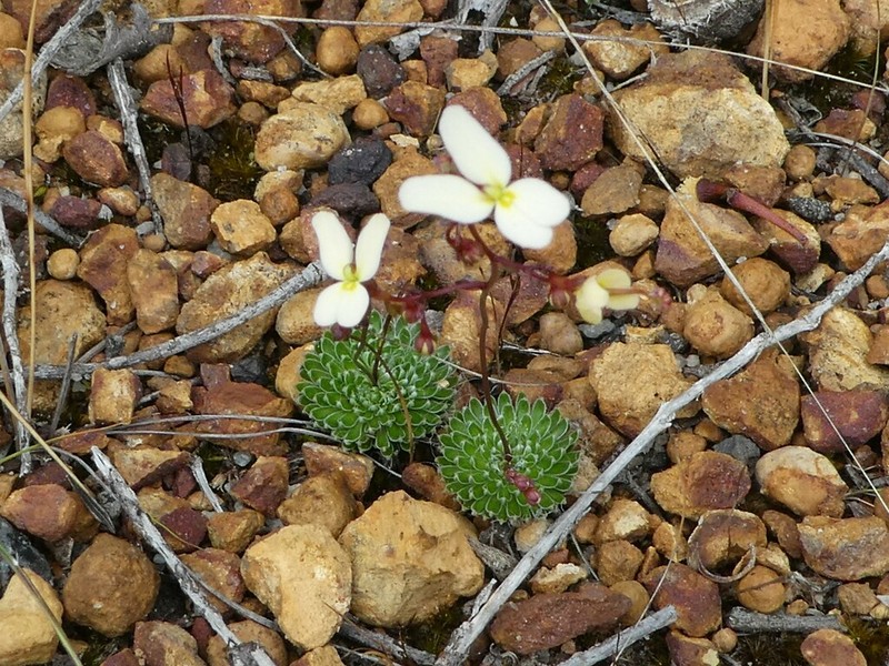 Stylidium nitidum photo 6