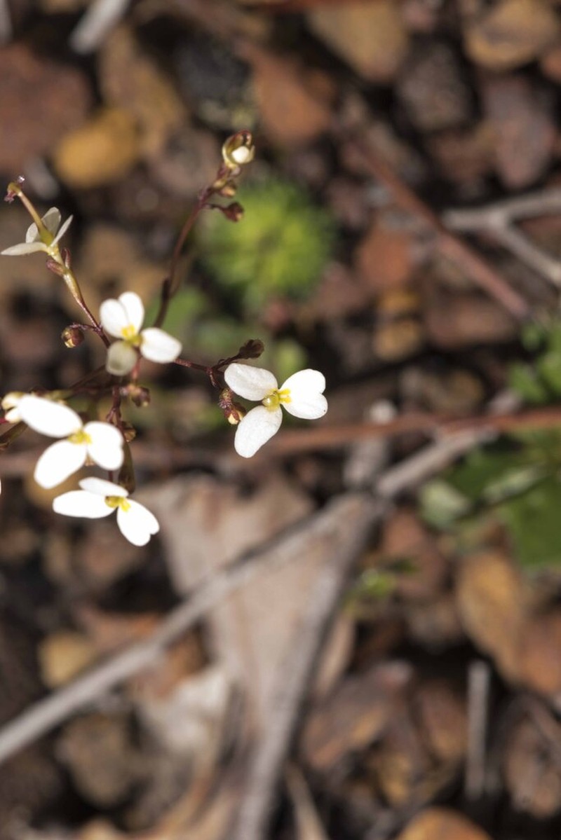 Stylidium nitidum photo 7