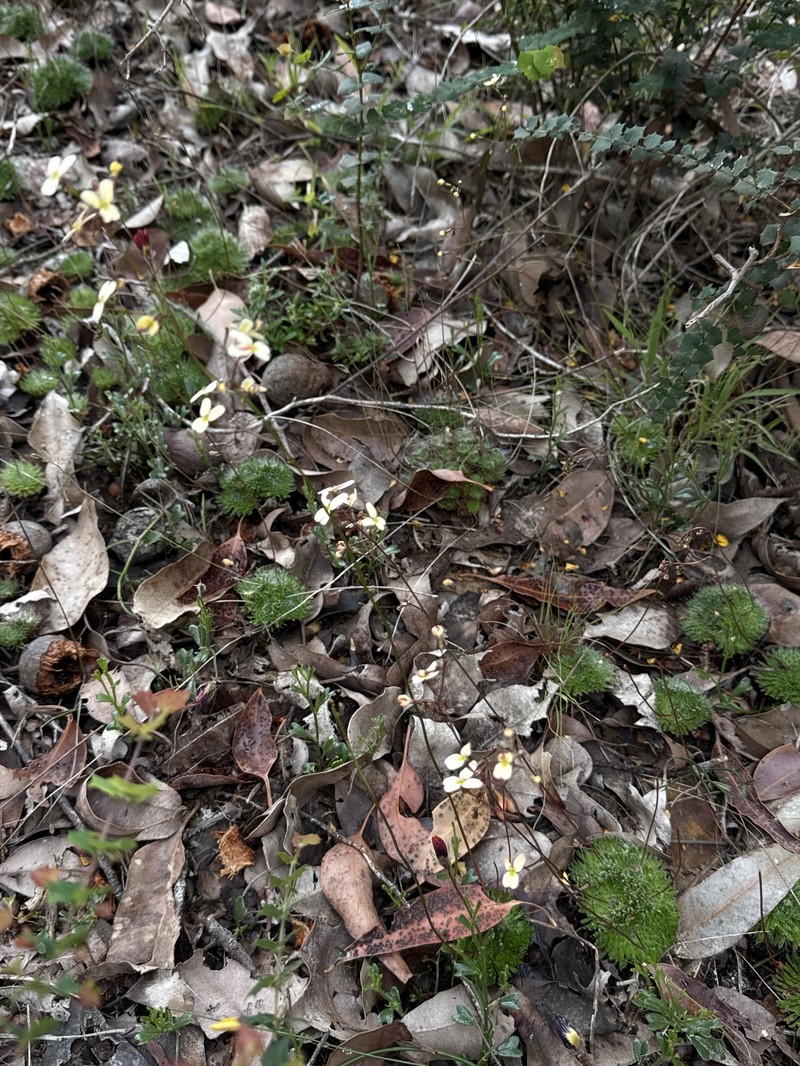 Stylidium nitidum photo 8
