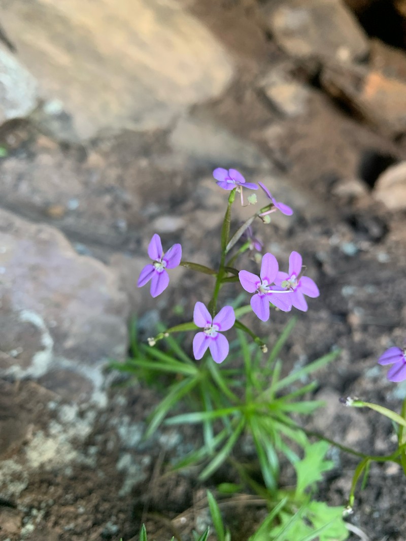 Stylidium oreophilum