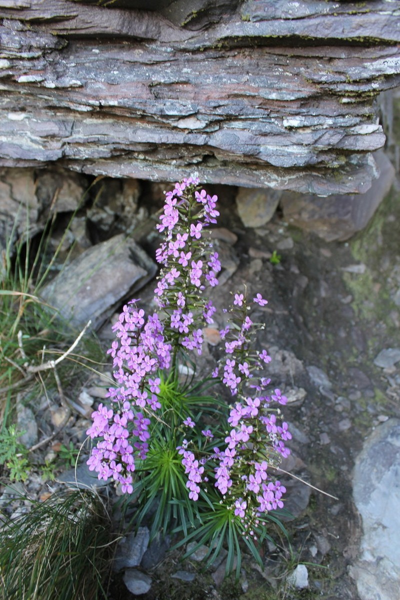 Stylidium oreophilum photo 2