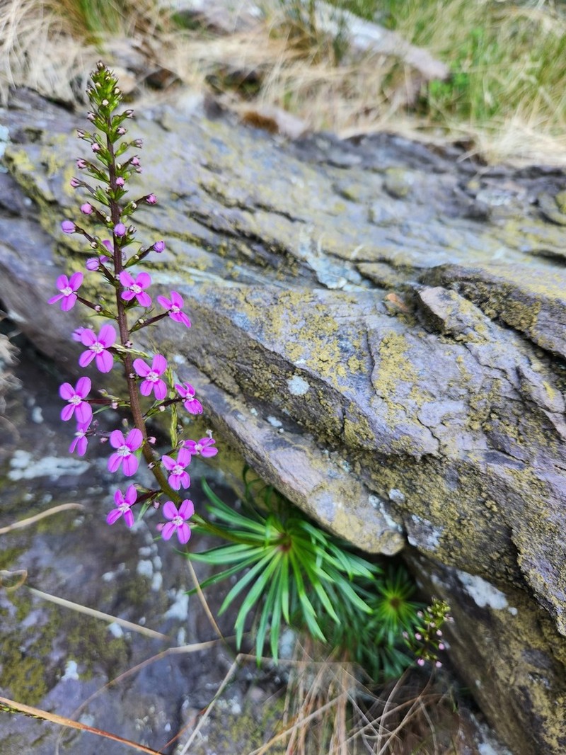 Stylidium oreophilum photo 3