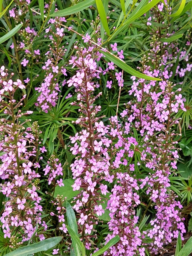Stylidium oreophilum photo 4