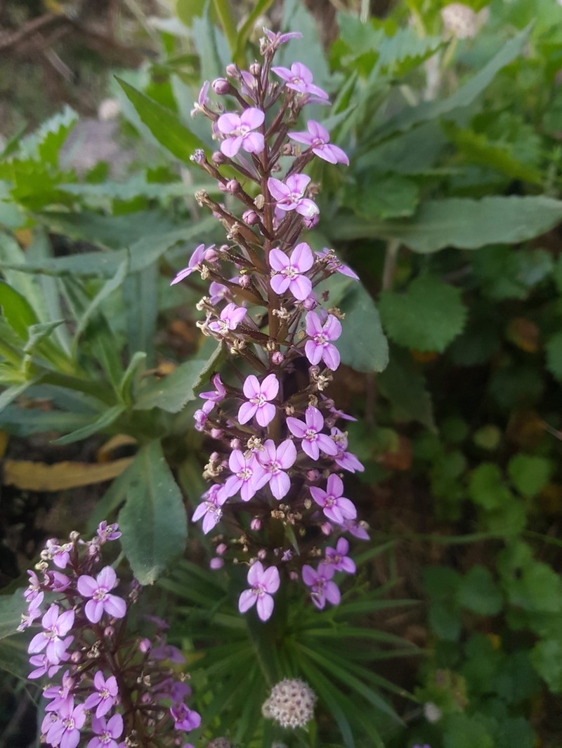 Stylidium oreophilum photo 5