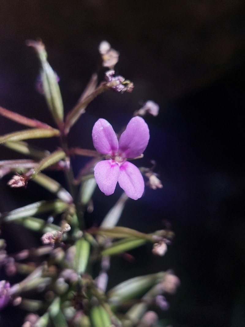 Stylidium oreophilum photo 6