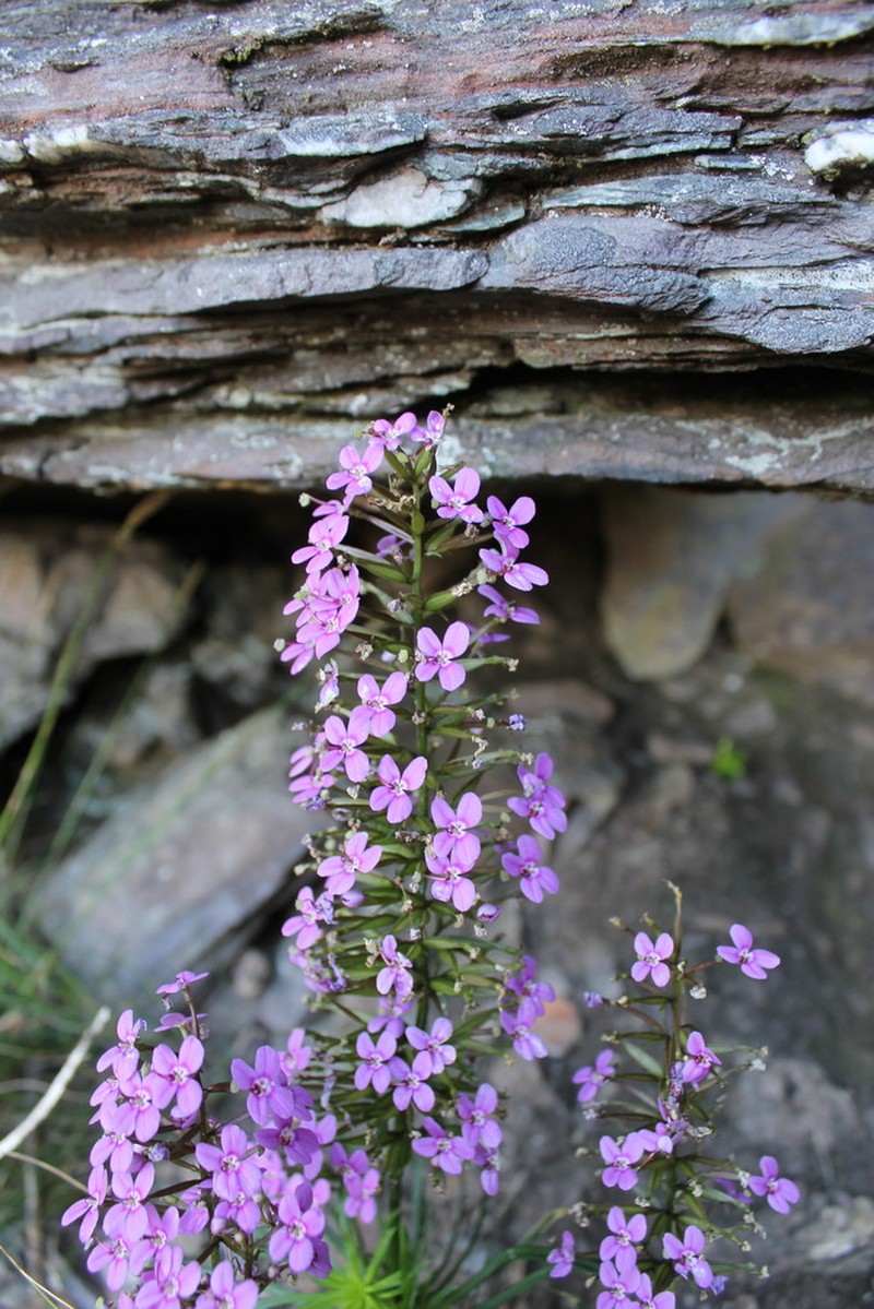 Stylidium oreophilum photo 7