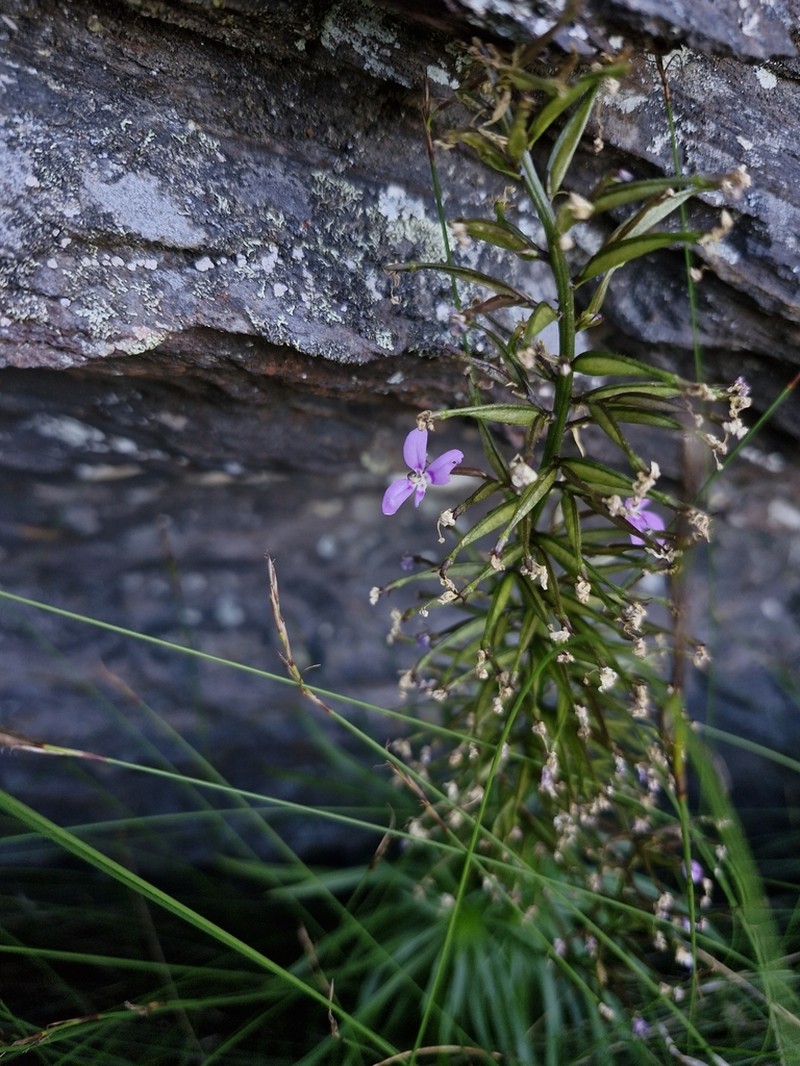 Stylidium oreophilum photo 8