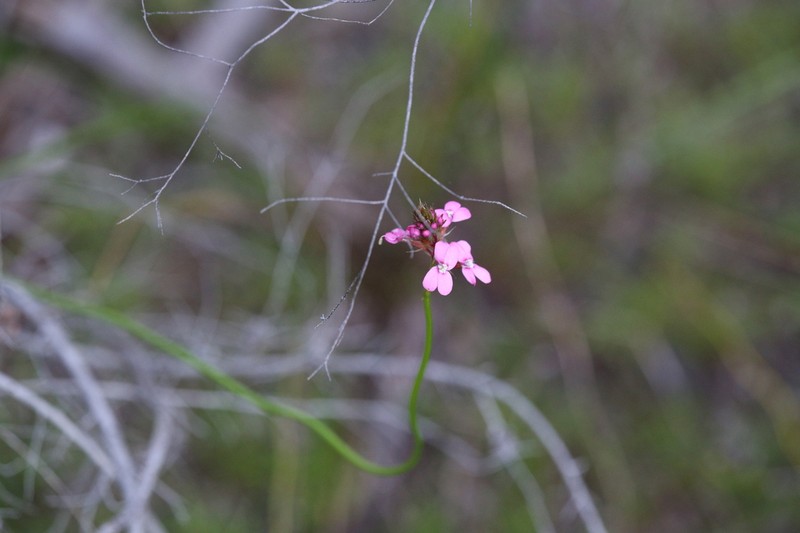 Stylidium paludicola