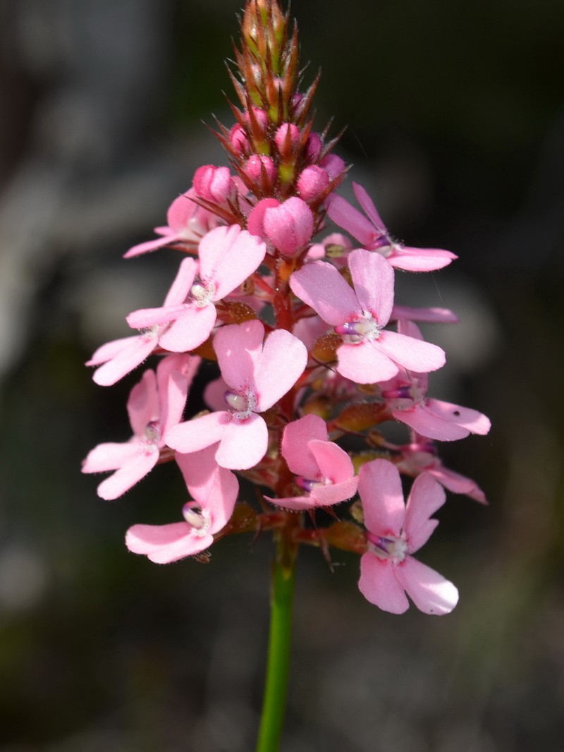Stylidium paludicola photo 2