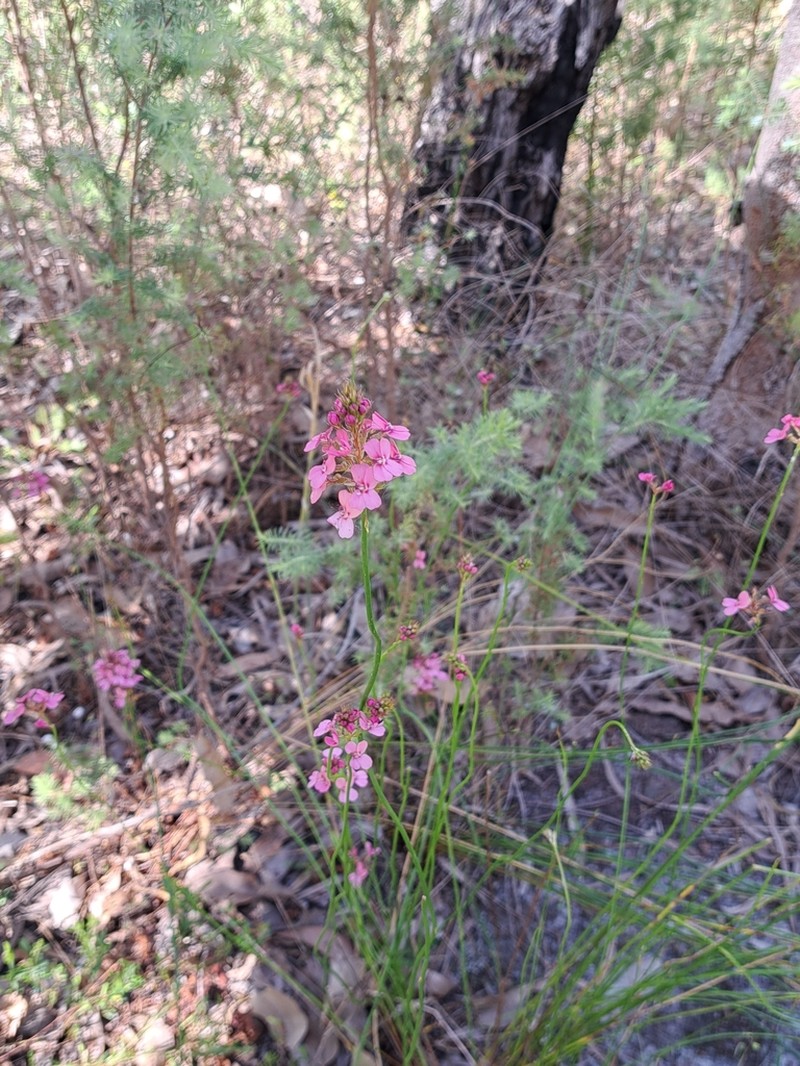 Stylidium paludicola photo 3