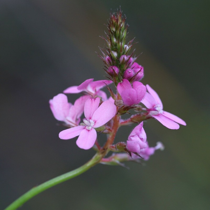 Stylidium paludicola photo 4