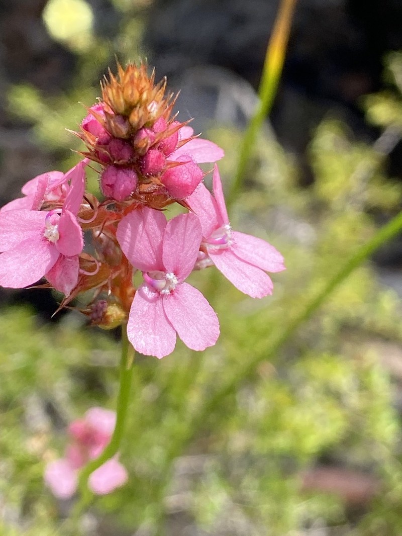 Stylidium paludicola photo 5