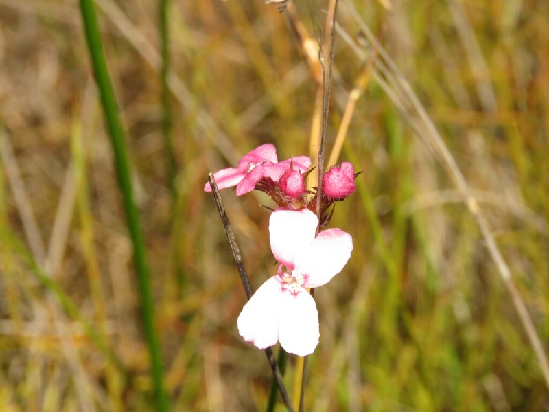 Stylidium paludicola photo 6