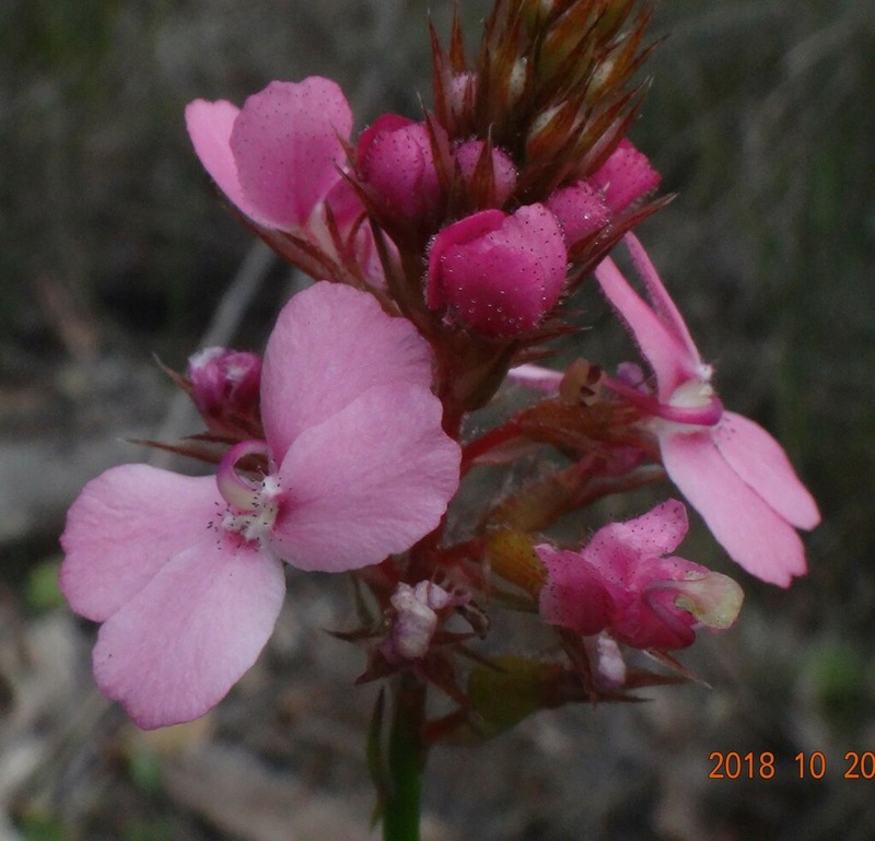 Stylidium paludicola photo 7