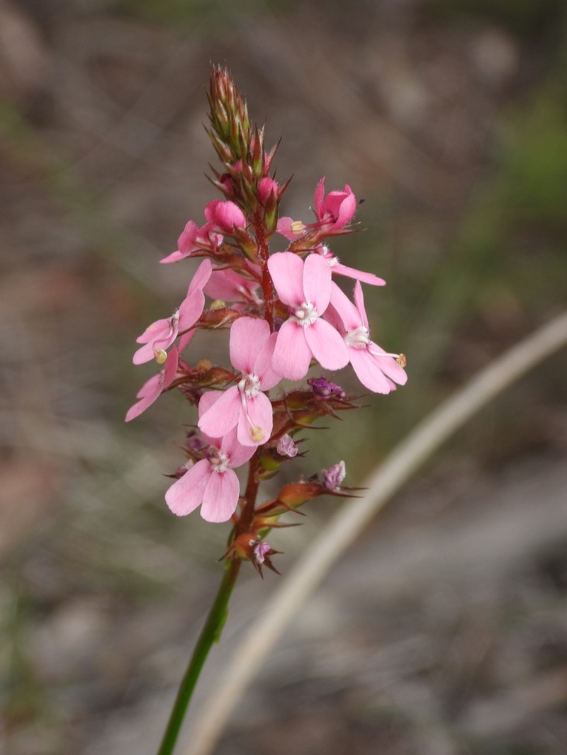 Stylidium paludicola photo 8